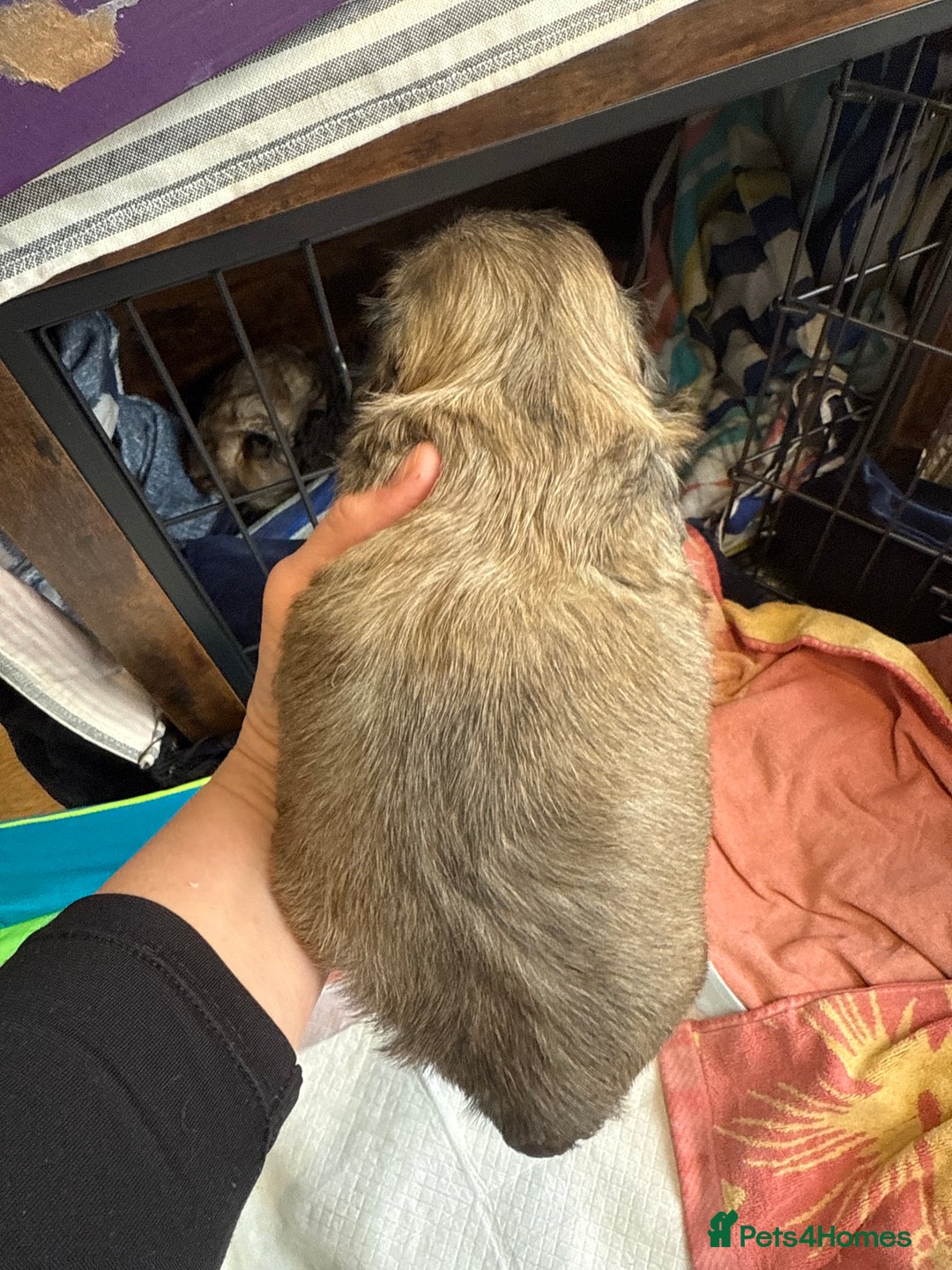 Shih Tzu dogs for sale: Shih Tzu Beauties, Imperial lines - Advert 21