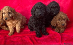 Cockapoo dogs for sale: Gorgeous cockapoo puppies - Image 13