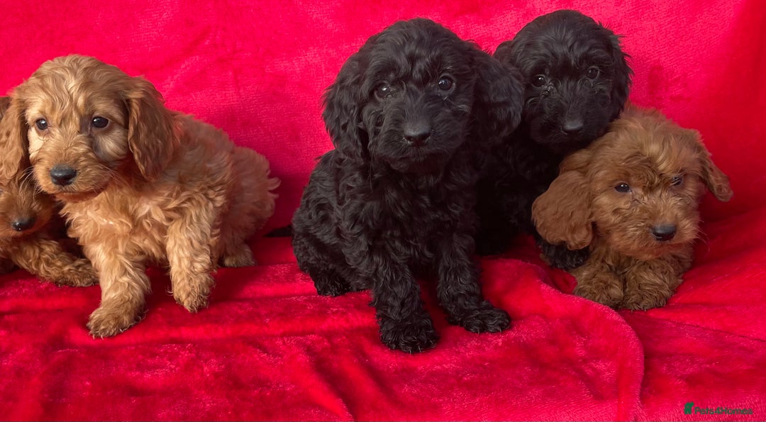 Cockapoo dogs for sale: Gorgeous cockapoo puppies - Image 13