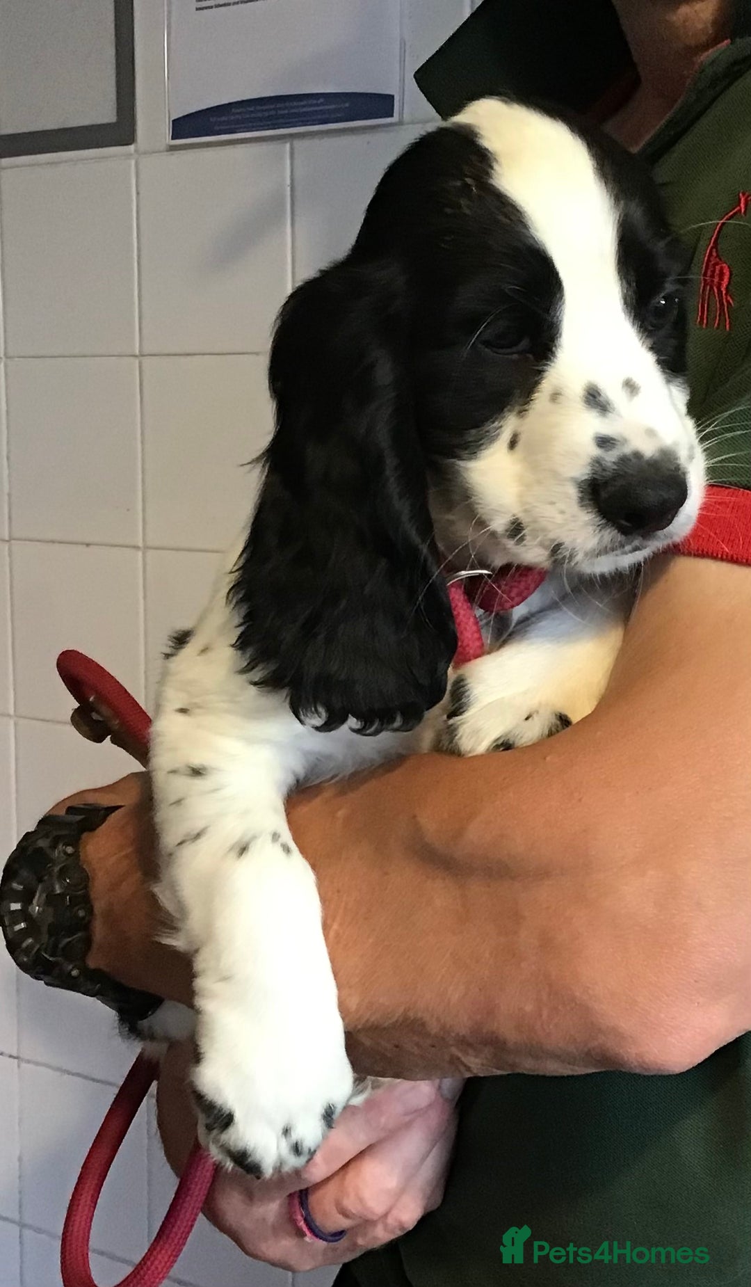 Cocker Spaniel dogs for sale: LAST PUPPY, READY 2 GO, 5* COCKER SPANIELS - Image 11
