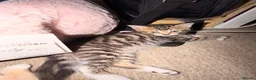 Mixed Breed cats for sale: 4 Beatiful Kittens to be adopted  - Advert 5
