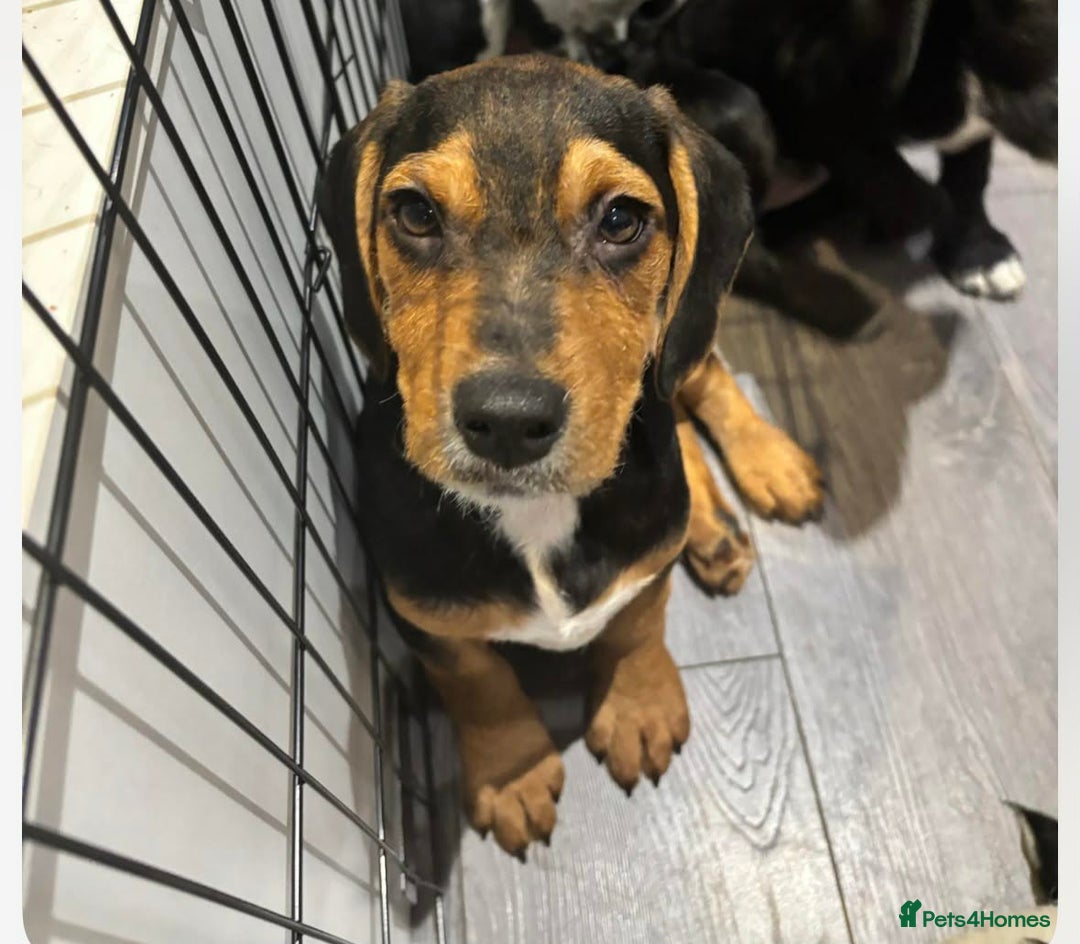 Bocker dogs for sale: Cocker spaniel x beagle puppies  - Advert 4