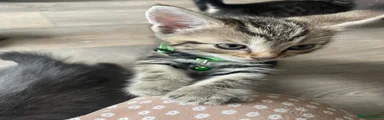 Bengal 2