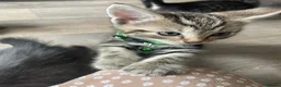 Bengal cats for sale: Two gorgeous bengal boys left READY NOW - Advert 21