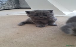 British Shorthair cats for sale: 4 Britain short hair kittens - Image 7