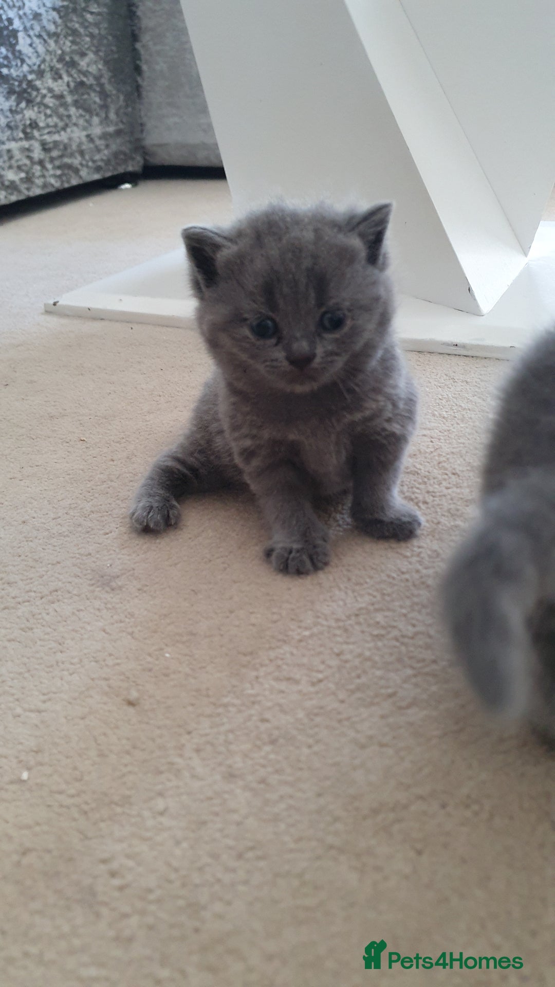 British Shorthair cats for sale: 4 Britain short hair kittens - Image 7