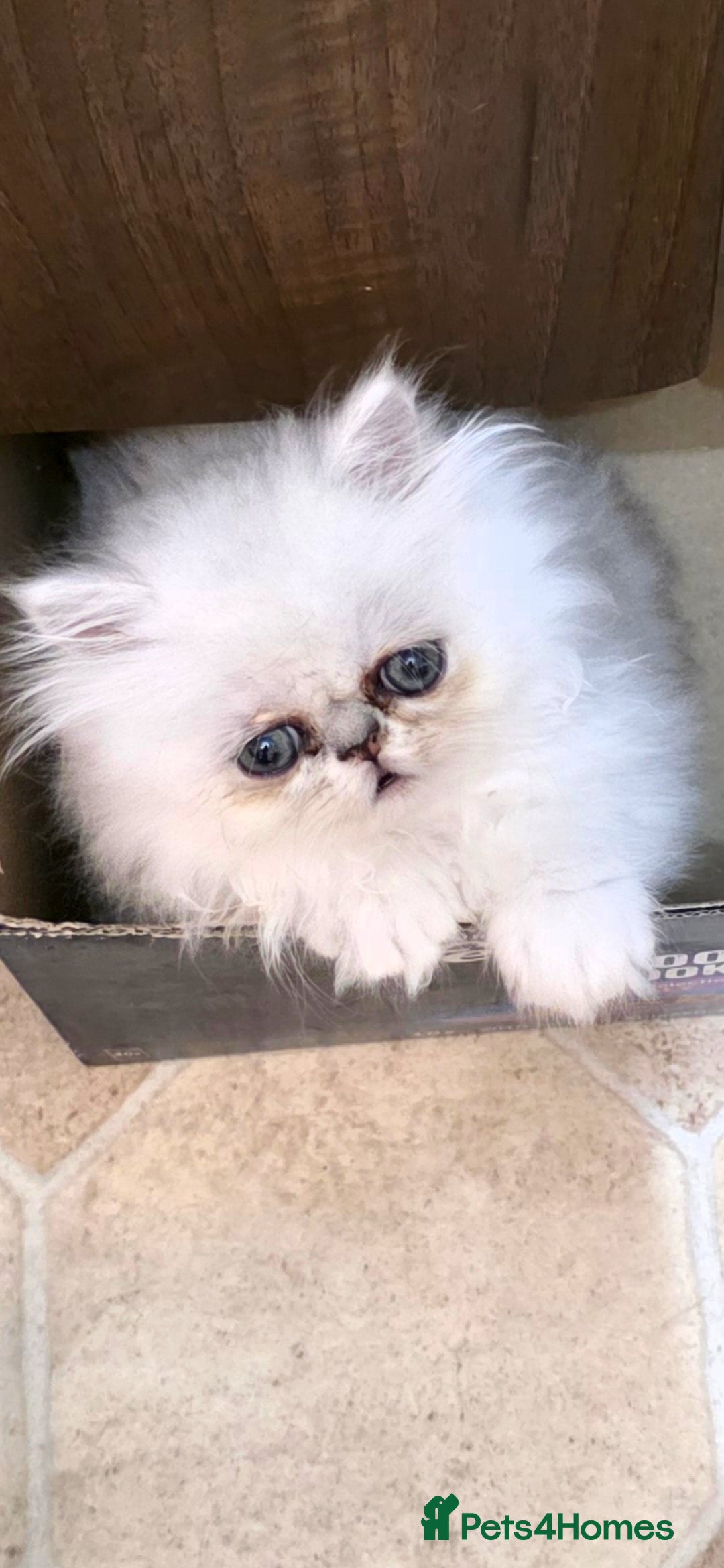 Persian cats Pedigree Chinchilla Persian  - Advert 14