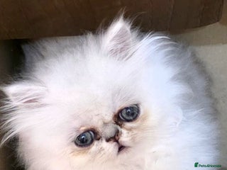 Persian cats Pedigree Chinchilla Persian - Advert 14