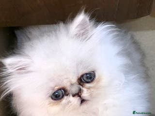 Persian cats Pedigree Chinchilla Persian - Advert 11