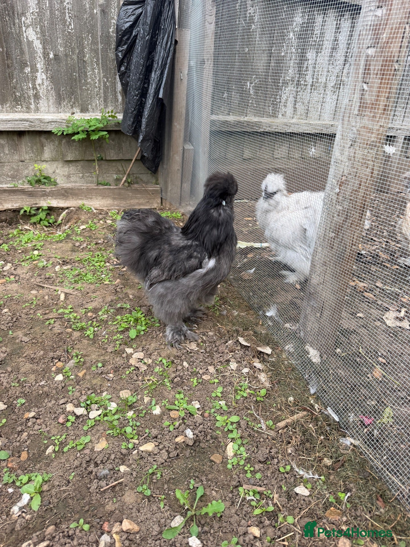 Chickens poultry Silkie - Advert 15