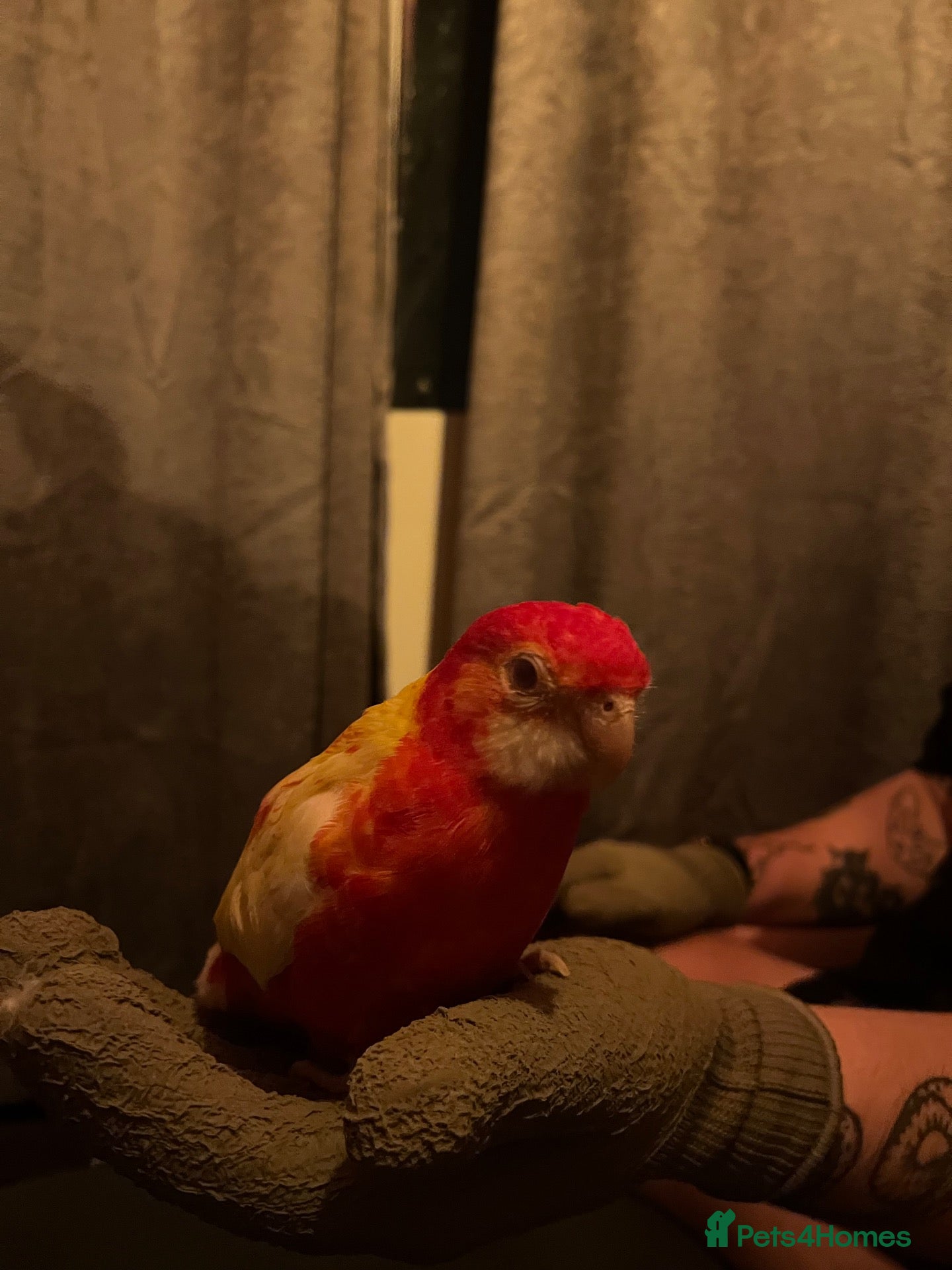 Mixed Breed birds URGENT Bird Rehoming - Advert 1