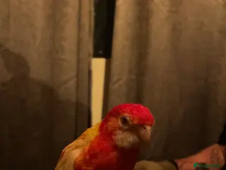 Mixed Breed birds URGENT Bird Rehoming - Advert 1