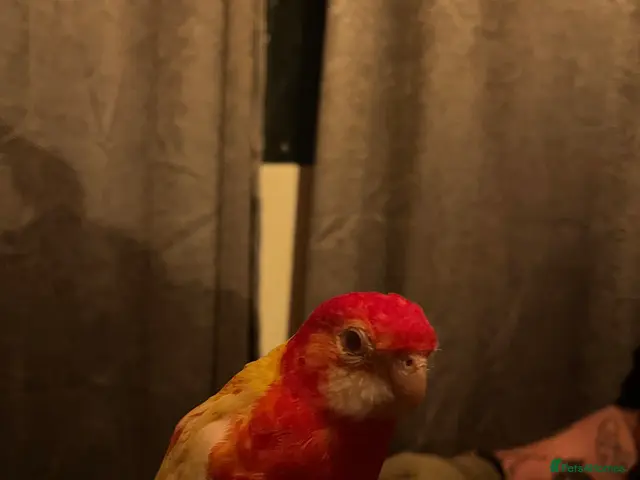 Mixed Breed birds for sale: URGENT Bird Rehoming - Advert 1