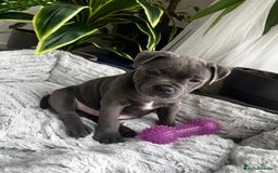 Staffordshire Bull Terrier dogs for sale: 🔷 Pharaon Champion Line Pups 🔷 in Wolverhampton - Image 15