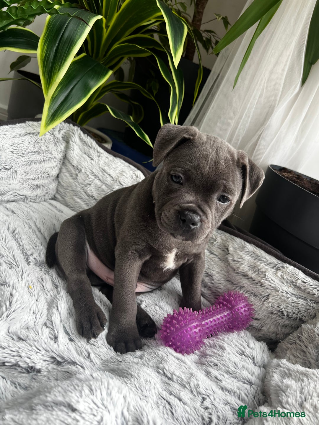 Staffordshire Bull Terrier dogs for sale: 🔷 Pharaon Champion Line Pups 🔷 in Wolverhampton - Image 15