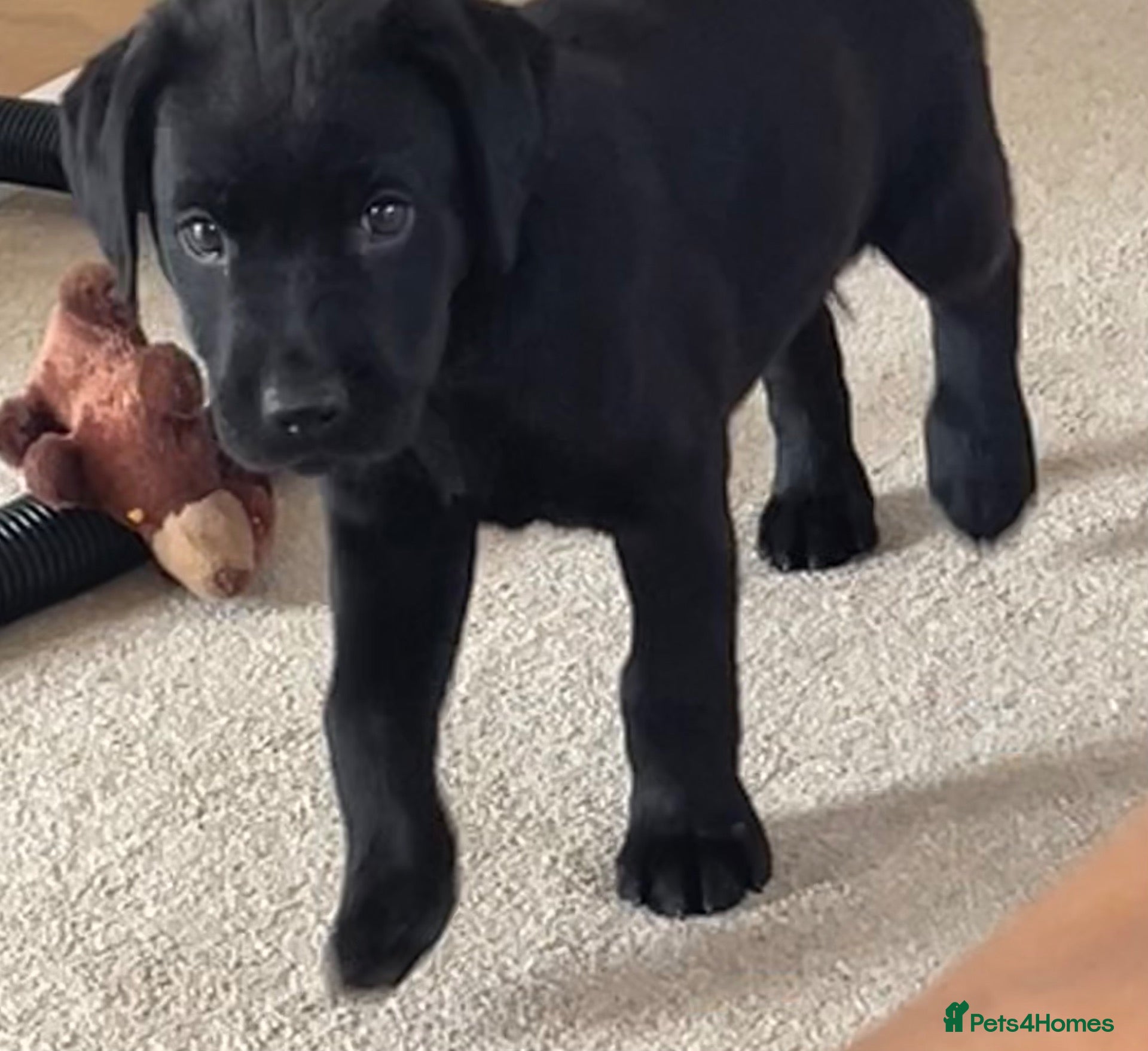 Labrador Retriever dogs 🐾 Beautiful KC Labrador Puppy Litter 🐾 - Advert 2