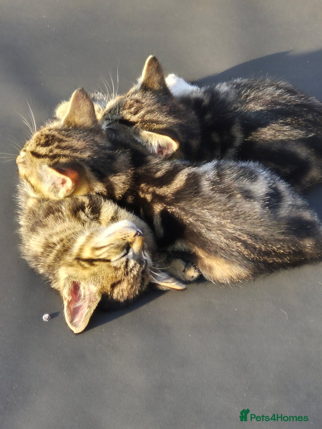 Mixed Breed cats for sale: Beautiful marked  friendly kittens  - Image 10