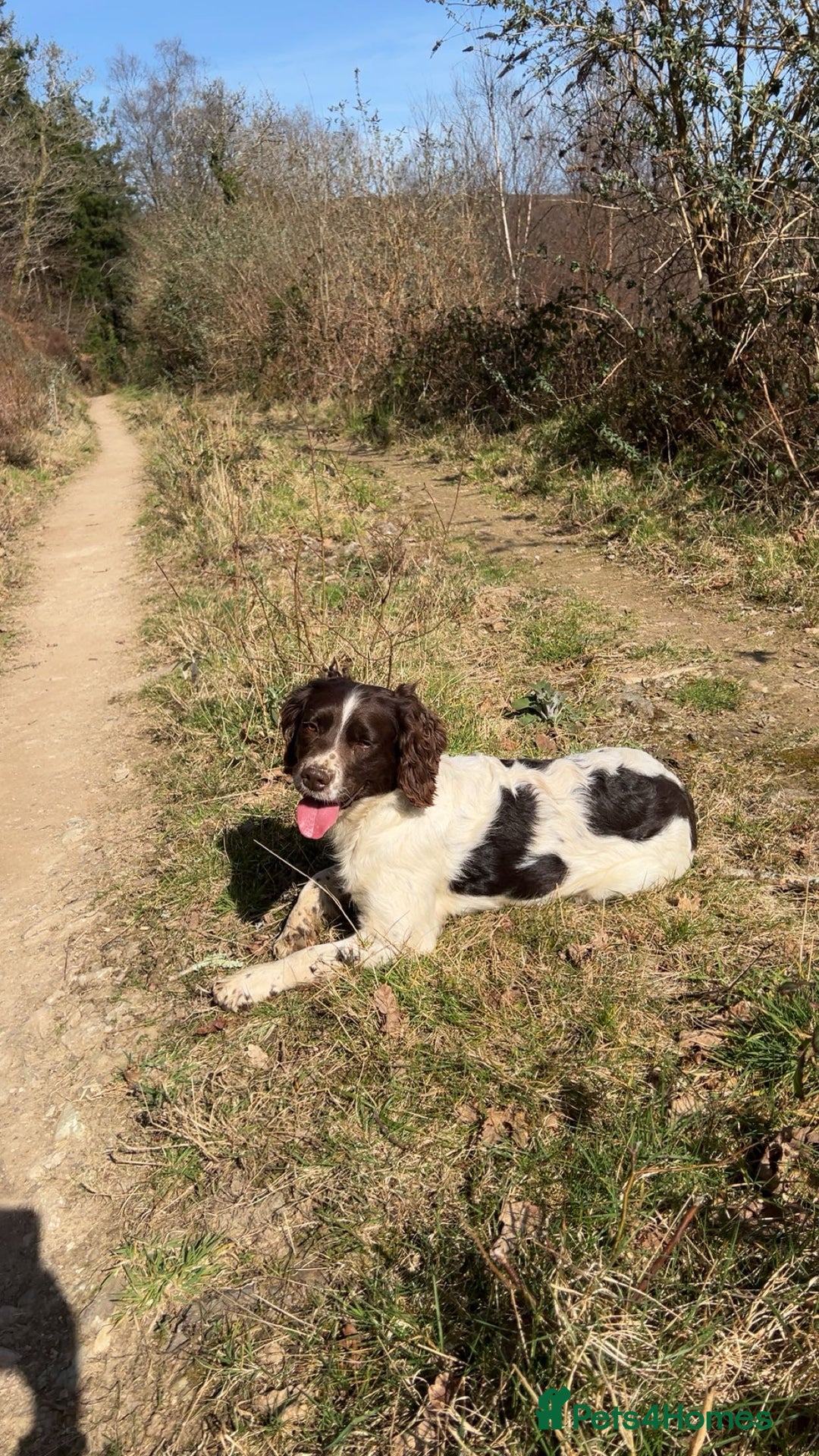 Sprocker dogs for sale: Chocolate sprocker spaniel puppies  - Image 12