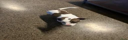 Jack Russell dogs for sale: Jack Russell Terrier Puppies – Purebred Bloodline - Advert 7