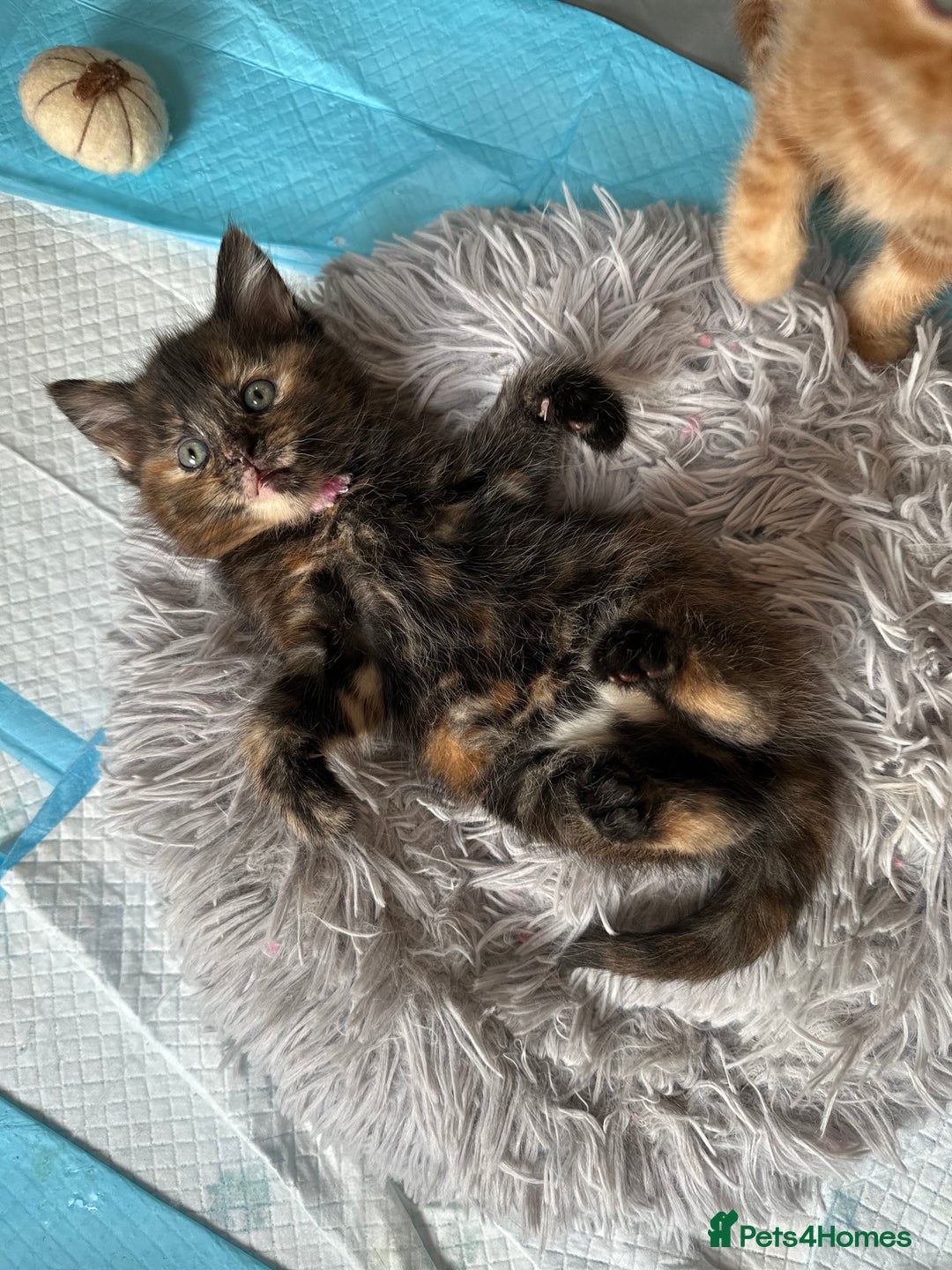 Mixed Breed cats for sale: FOR SALE! Four beautiful fluffy kittens  - Advert 9