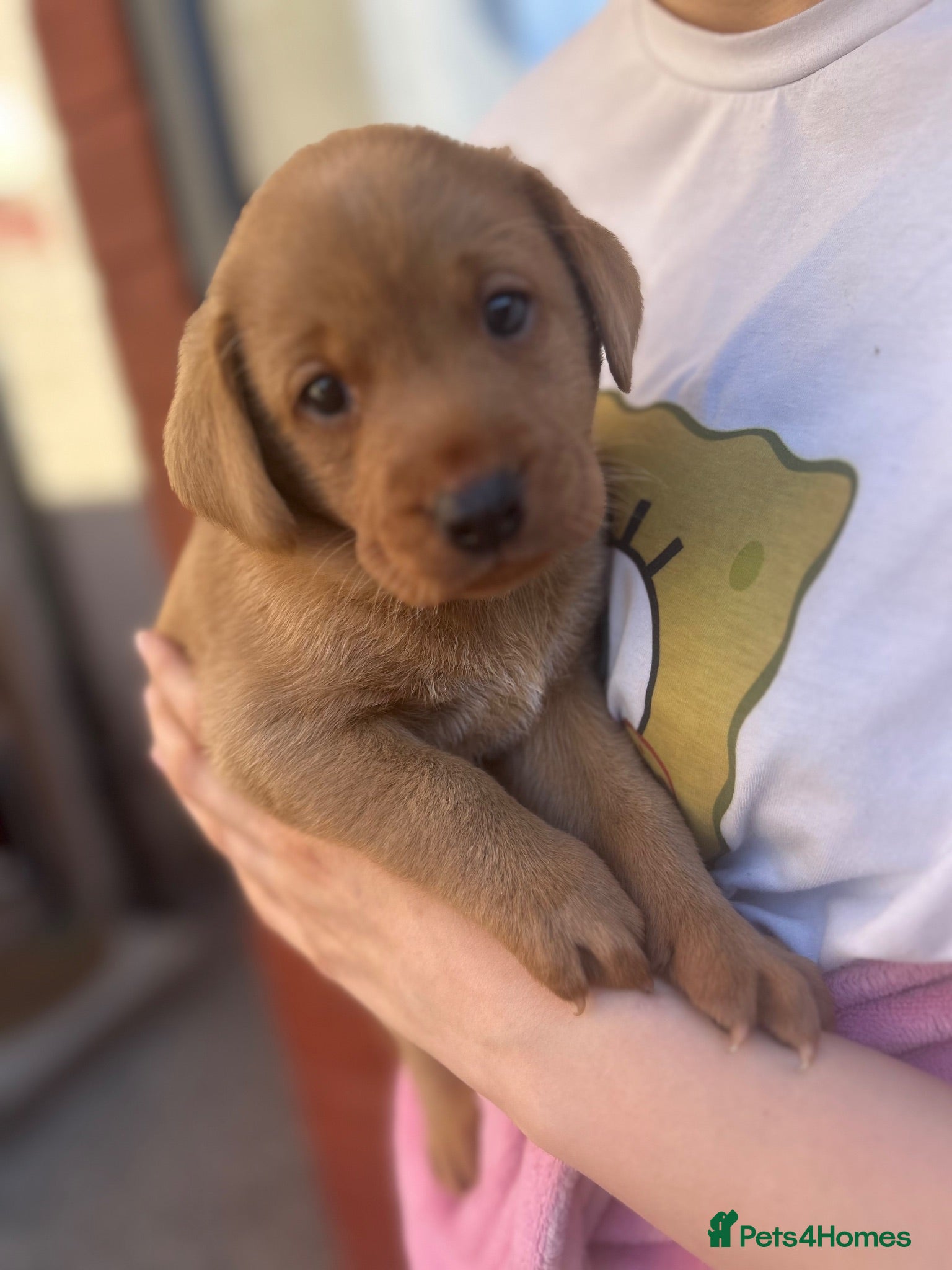 Labrador Retriever dogs Gorgeous Labrador puppies  - Advert 2