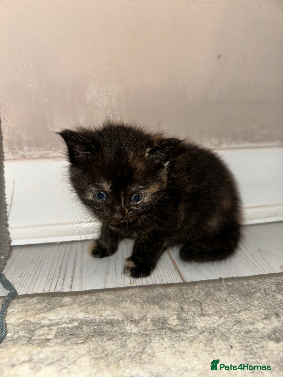 Maine Coon cats for sale: 5 MAINE COON X BABIES FOR SALE  - Advert 25