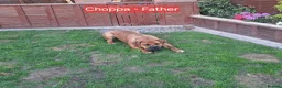 Boerboel dogs for sale: Boreboel Waiting List August 2026 in Salford - Advert 2