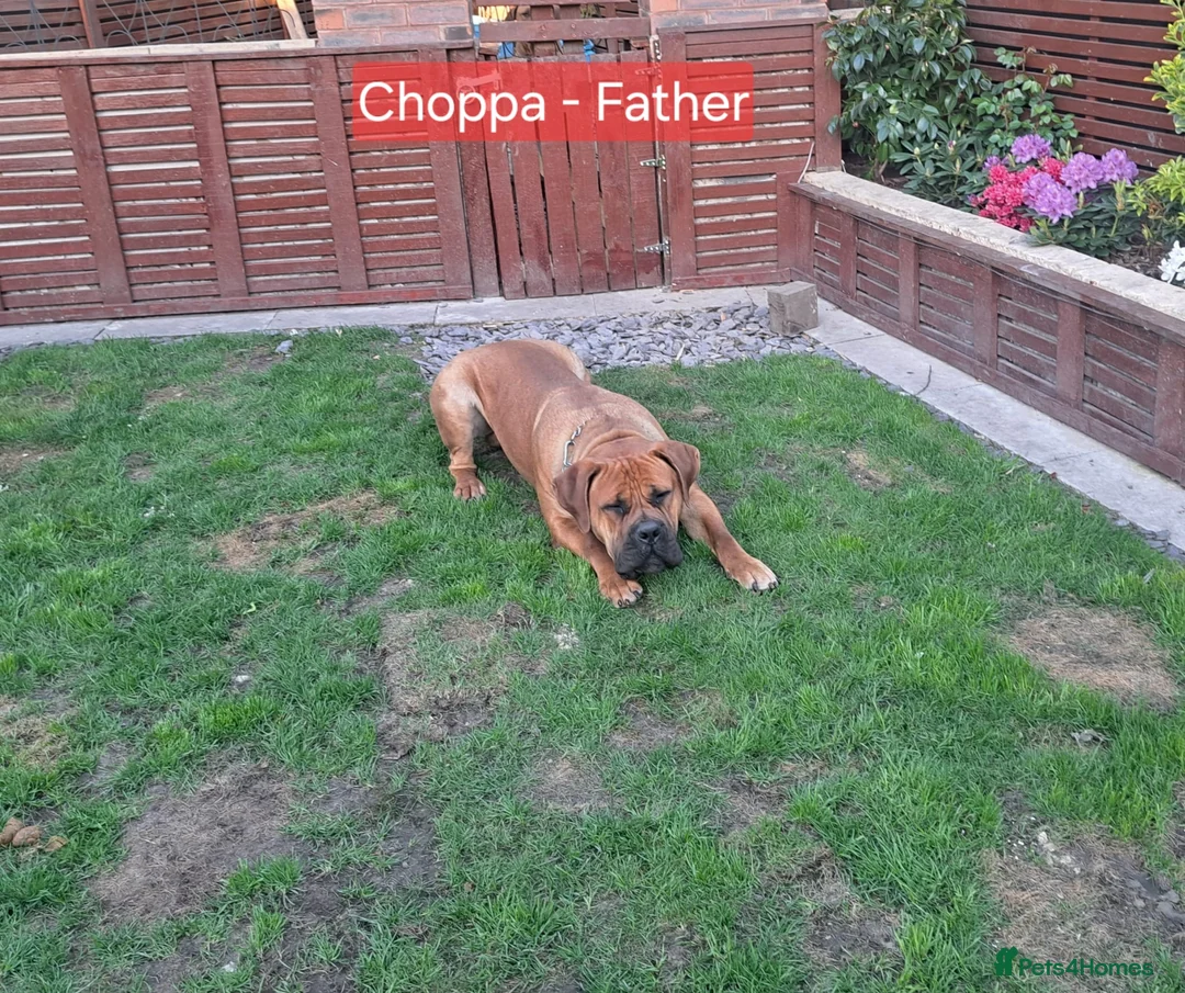 Boerboel dogs for sale: Boreboel Waiting List August 2026 in Salford - Advert 2