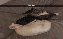 Mixed Breed cats for sale: Snowy and pip🩵💕 - Image 28