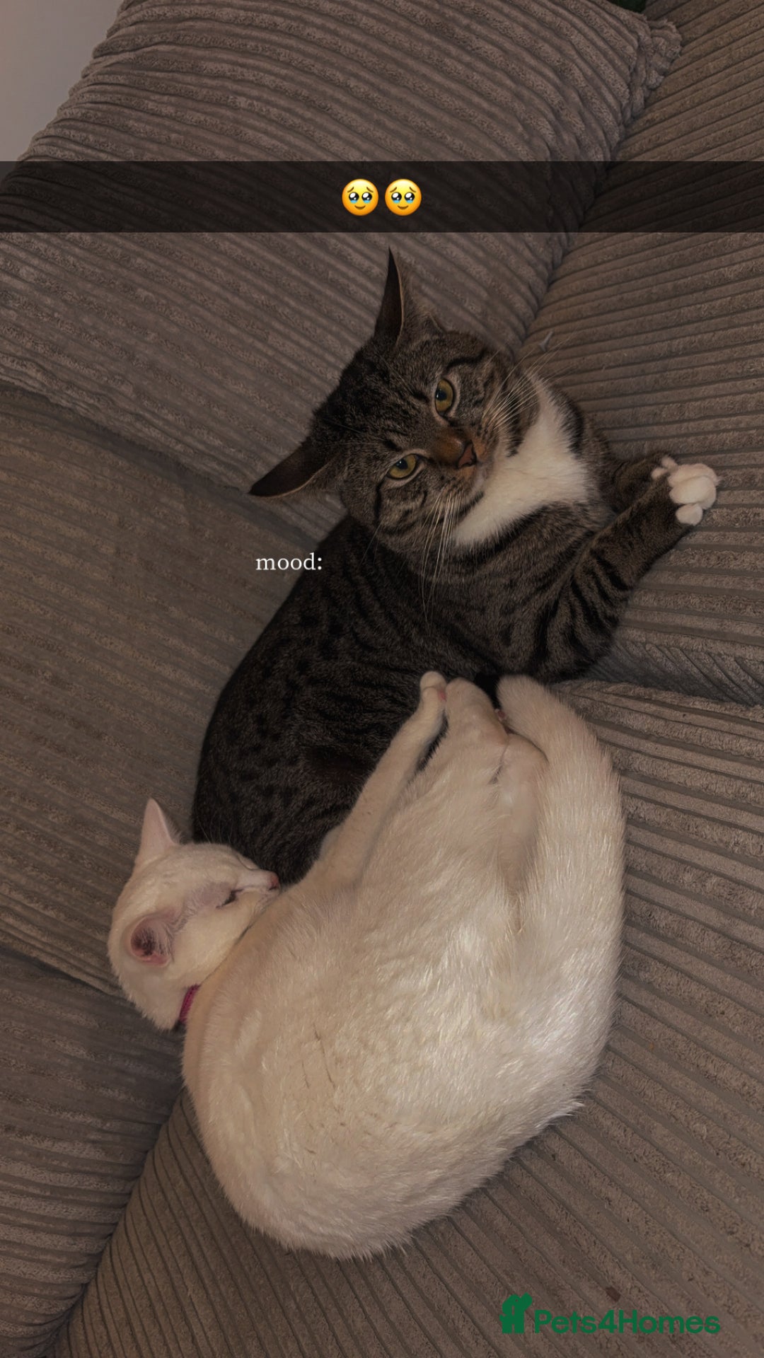 Mixed Breed cats for sale: Snowy and pip🩵💕 - Image 28