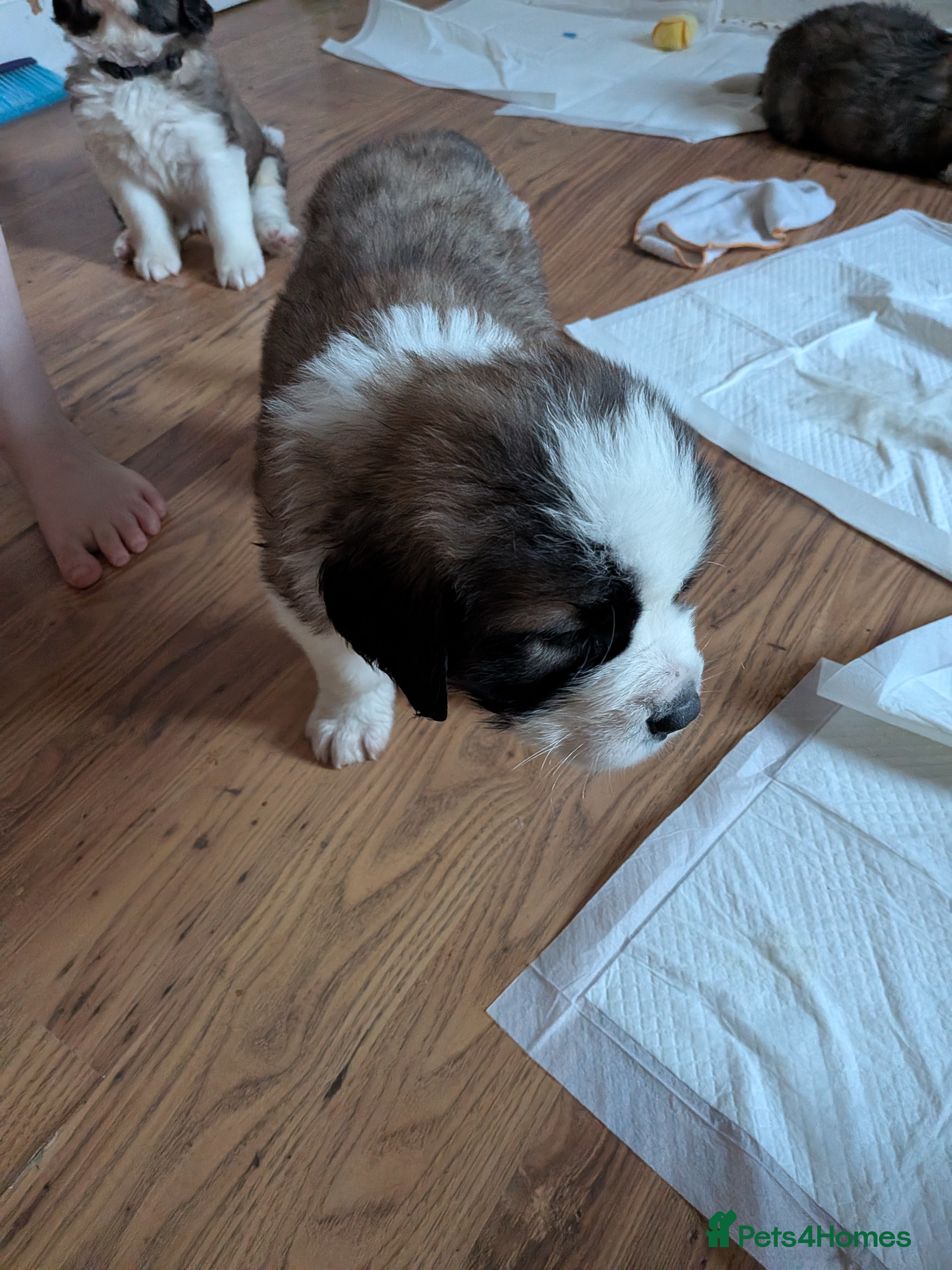 Saint Bernard dogs Saint Bernards KC registered, Hip and Elbow scored - Advert 2