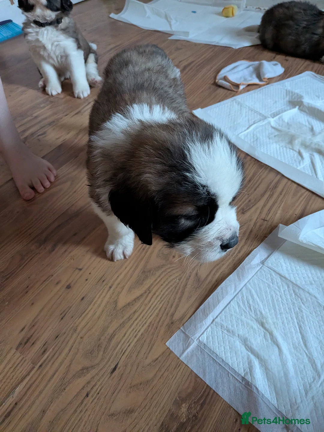 Saint Bernard dogs for sale: Saint Bernards KC registered, Hip and Elbow scored - Advert 2