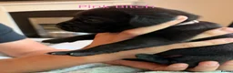 Labrador Retriever dogs for sale: Beautiful Black Labrador Puppies – KC Registered - Advert 11