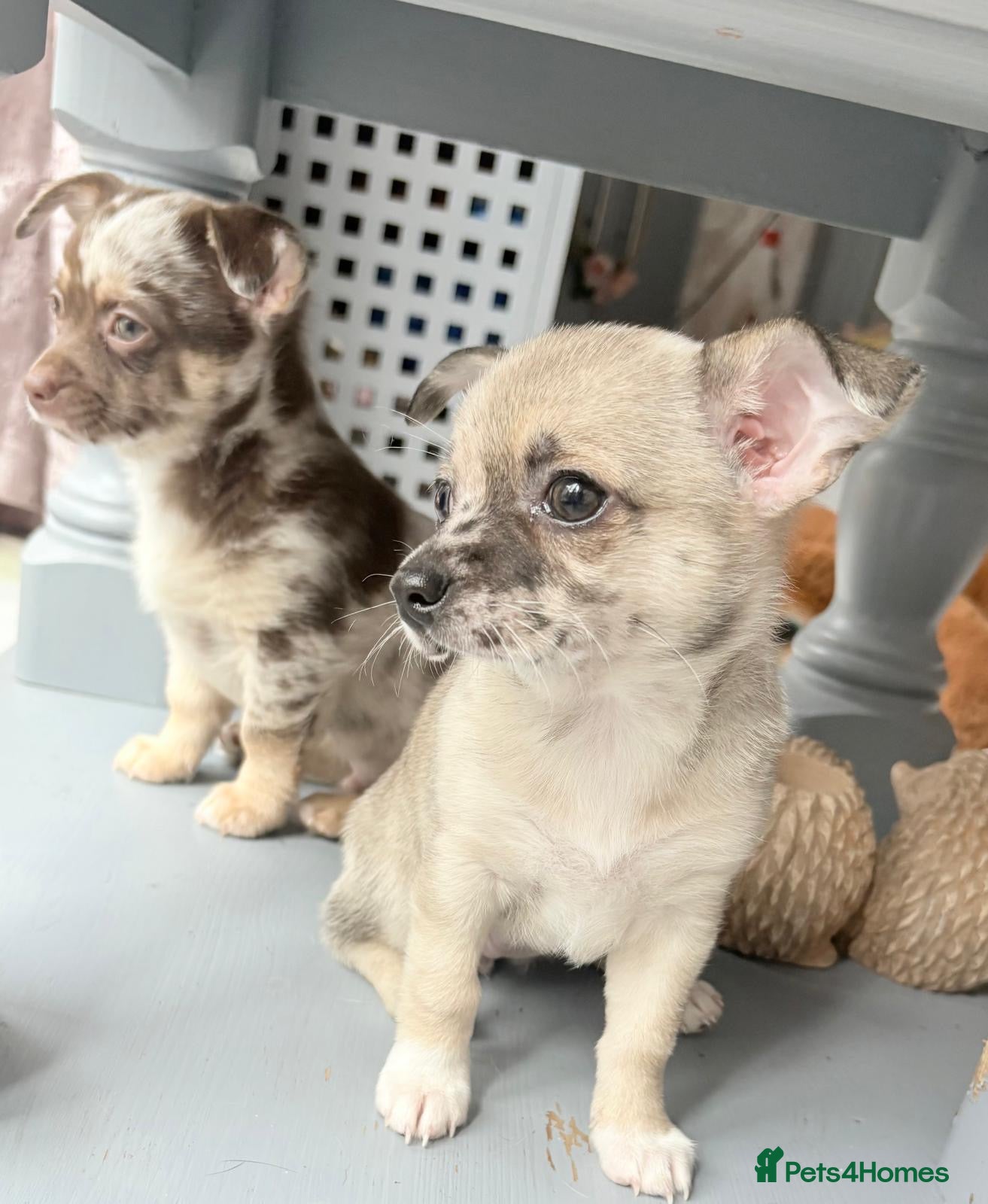 Chihuahua dogs Merle Chihuahua Puppies £1200 - Advert 11