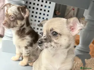 Chihuahua dogs Merle Chihuahua Puppies £1200 - Advert 11