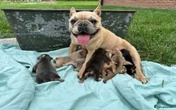 French Bulldog dogs for sale: ❤️ 🐶 beautiful French bulldog puppies ❤️🐶 - Image 37