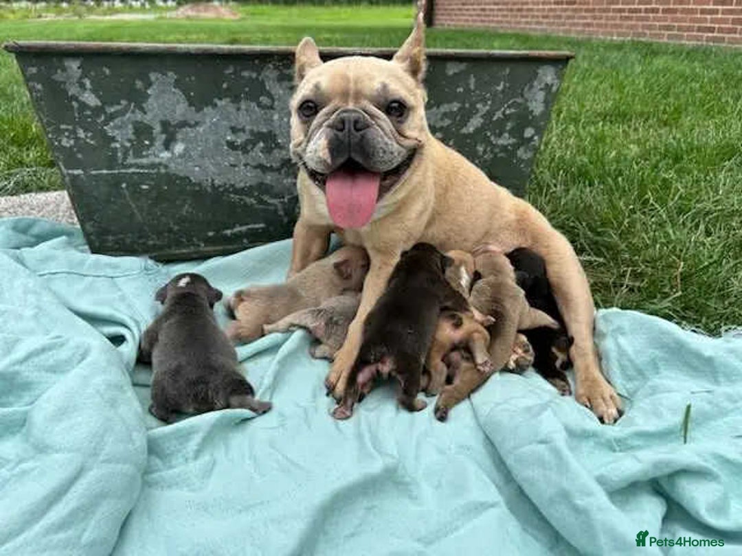 French Bulldog dogs for sale: ❤️ 🐶 beautiful French bulldog puppies ❤️🐶 - Image 37