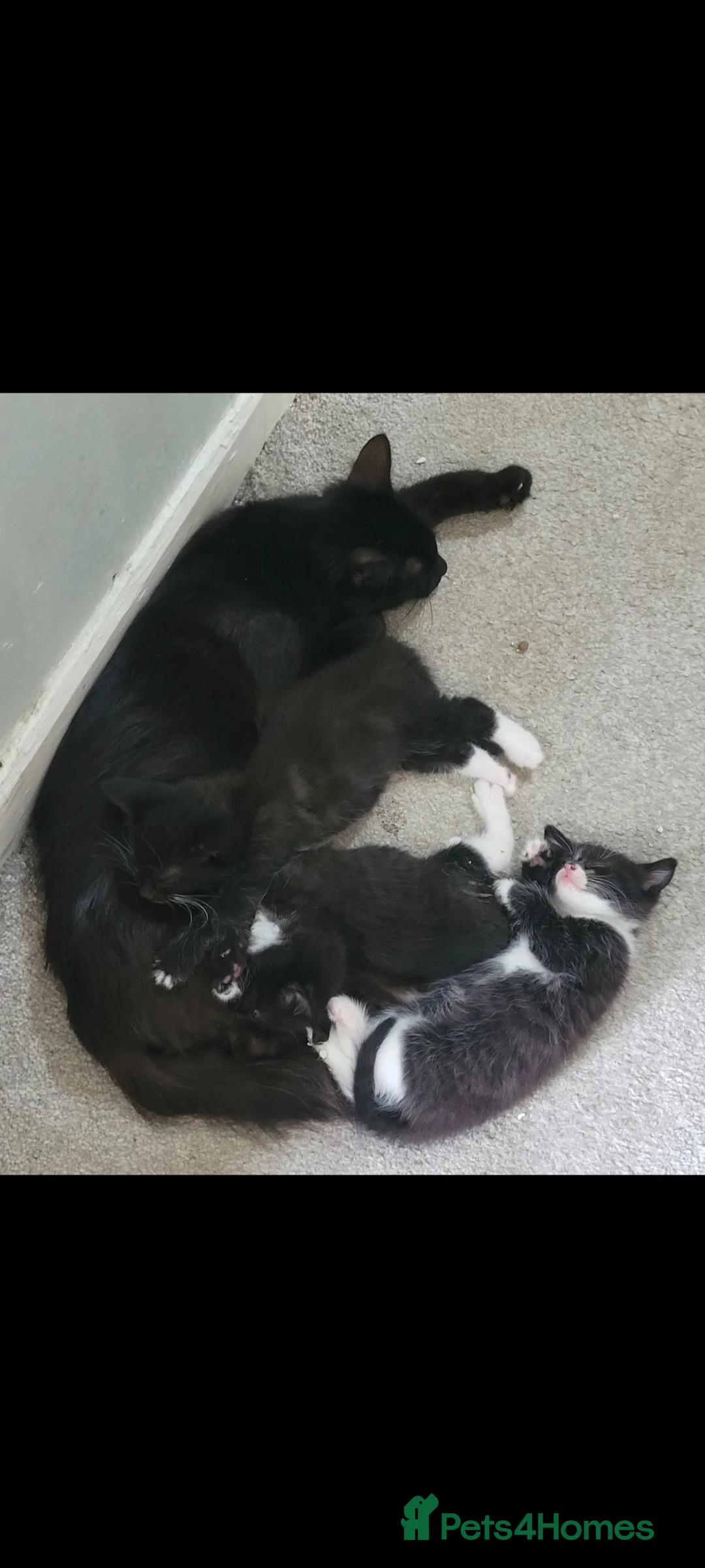 Mixed Breed cats for sale: One boy One girl really love full kittens in Manchester - Advert 2