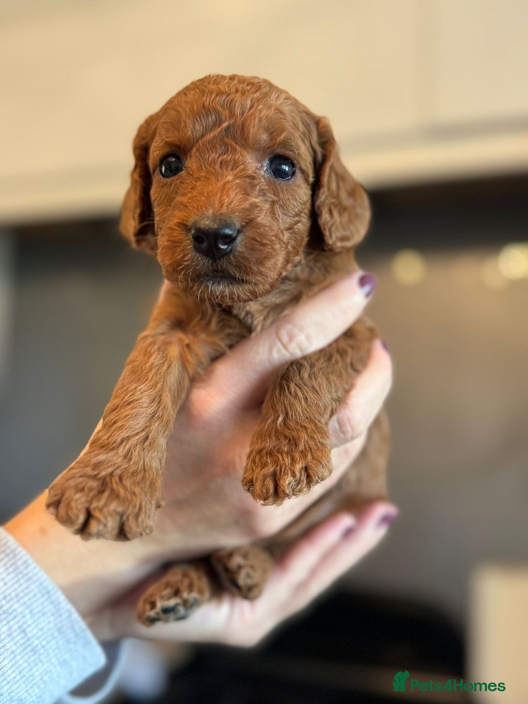 Cockapoo dogs for sale: Stunning litter of F1bb cockapoo’s  - Advert 8