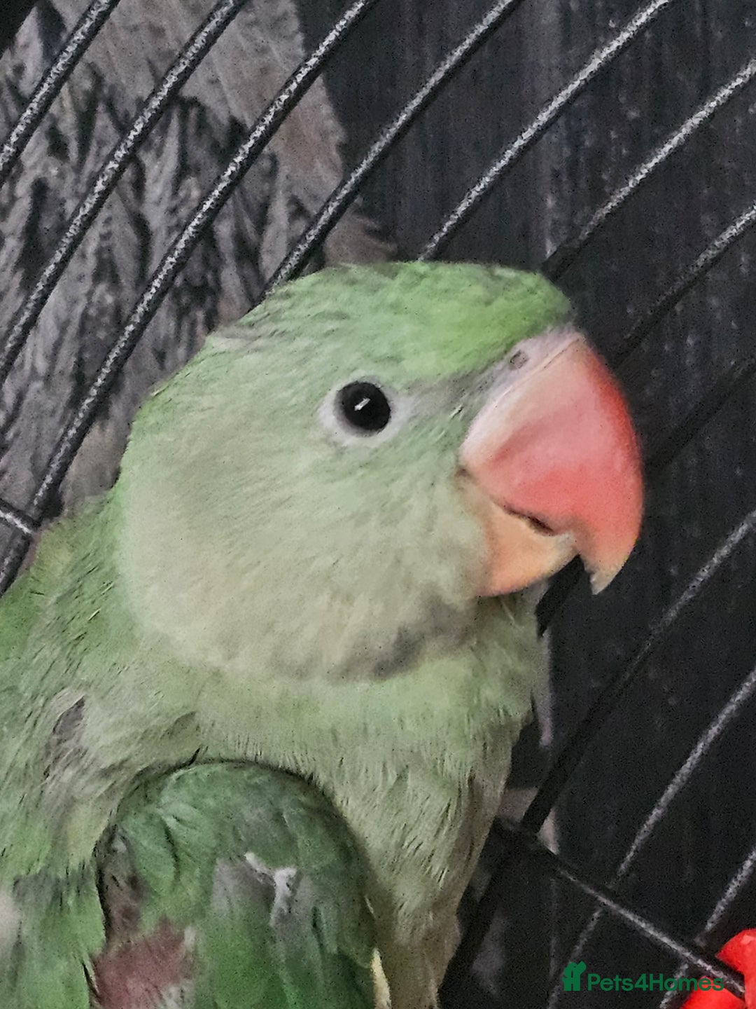 Parrots birds for sale: Baby alexandrine parrot - Image 5
