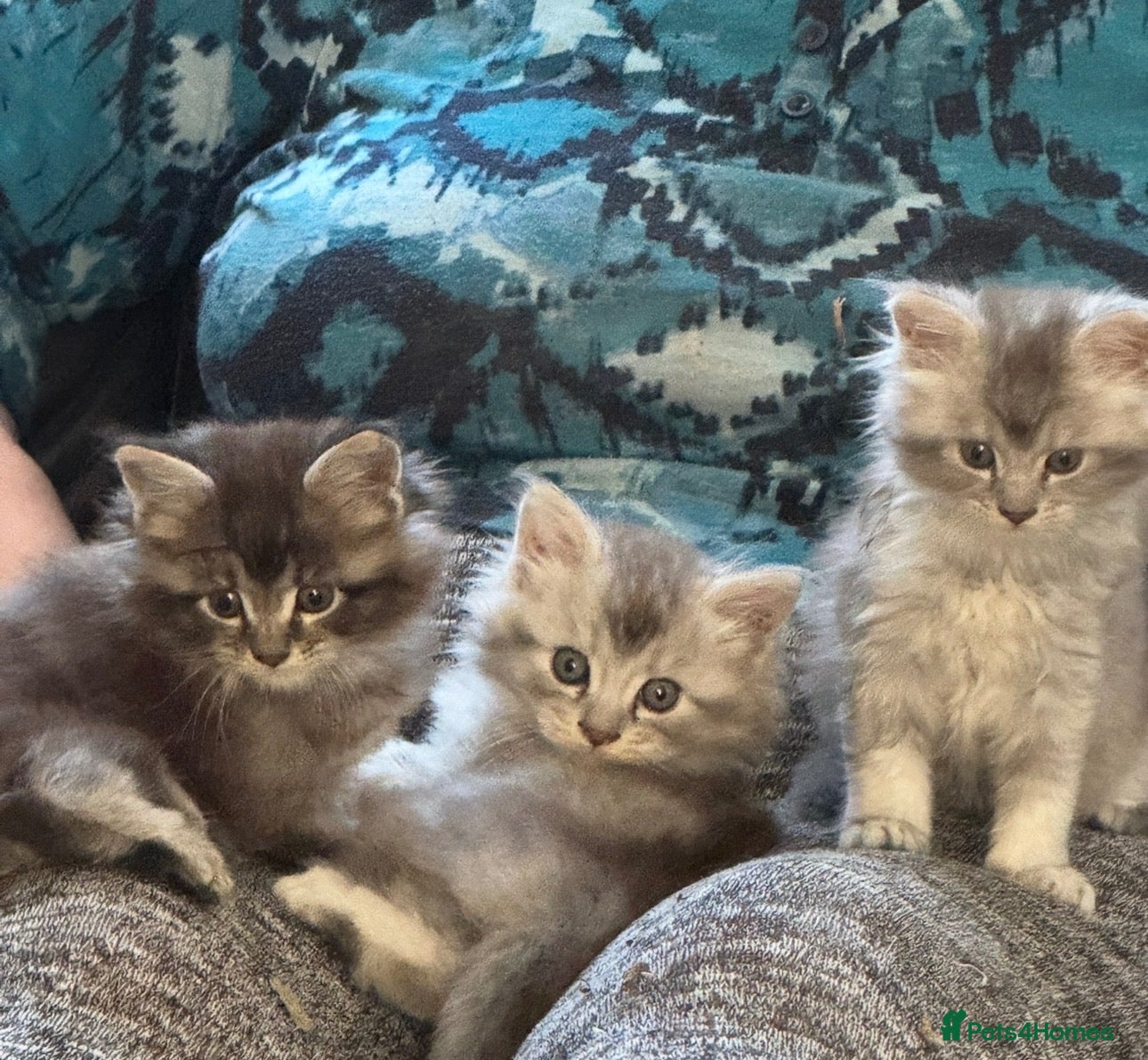 Maine Coon cats ✨ EXCEPTIONAL TICA-REGISTERED MAINE COON KITTENS ✨ - Advert 5