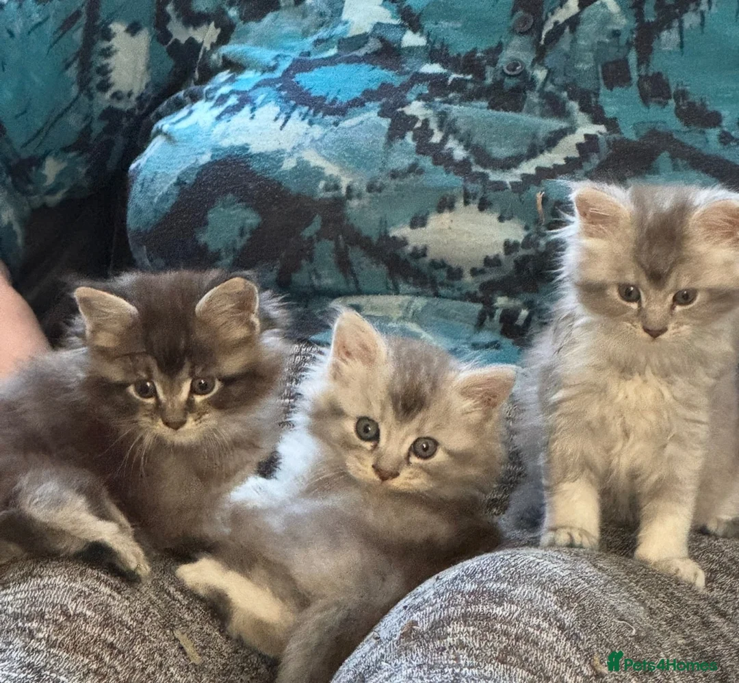 Maine Coon cats for sale: ✨ EXCEPTIONAL TICA-REGISTERED MAINE COON KITTENS ✨ - Advert 1