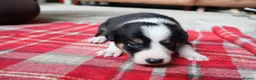 Border Collie dogs for sale: Border Collie Pups - Advert 2