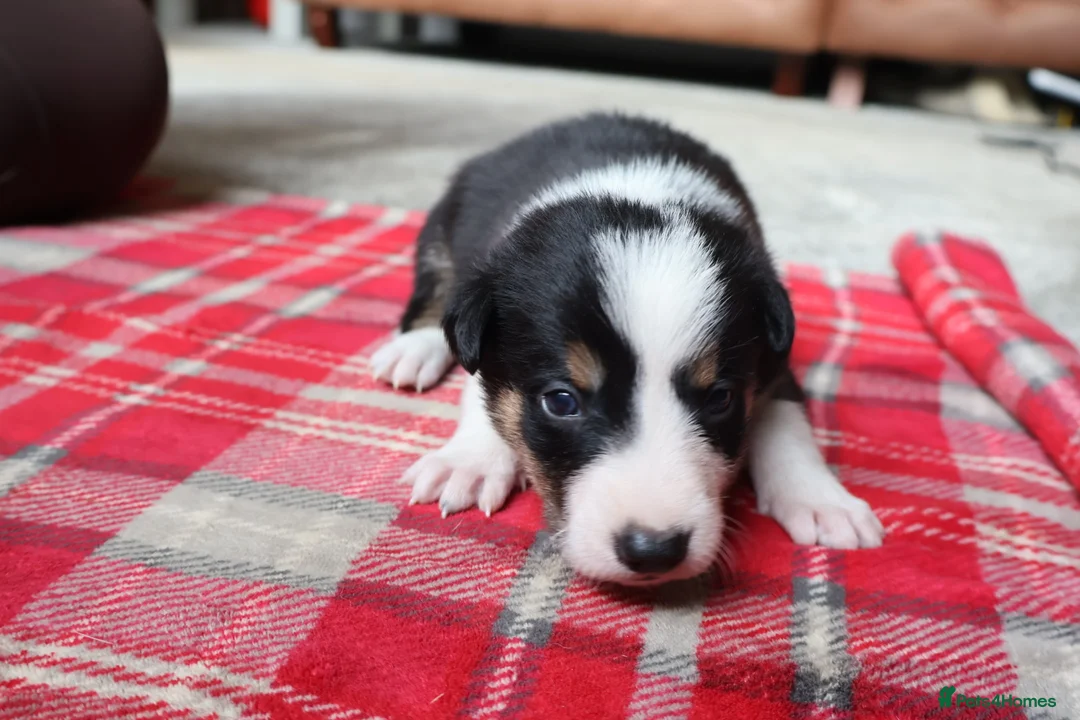 Border Collie dogs for sale: Border Collie Pups - Advert 2