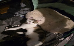 British Shorthair cats for sale: Beautiful kittens  - Advert 1