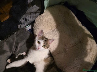 British Shorthair cats Beautiful kittens - Advert 1