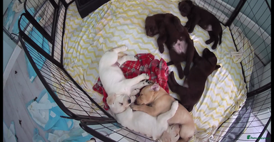 Labrador Retriever dogs - Advert 3