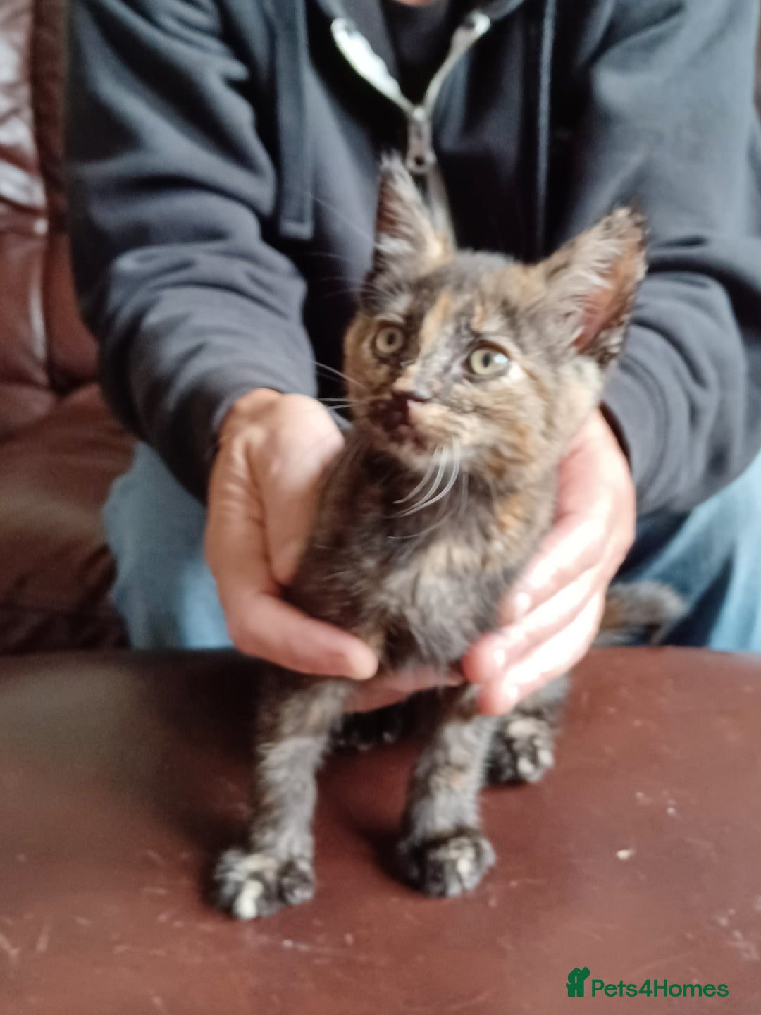 Domestic Shorthair cats for sale: Stunning kittens for sale - Image 22
