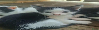 Black little white 