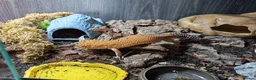 Leopard Gecko reptiles for sale: Leopard Gecko. Full bio active set up.  in Burntwood - Advert 1